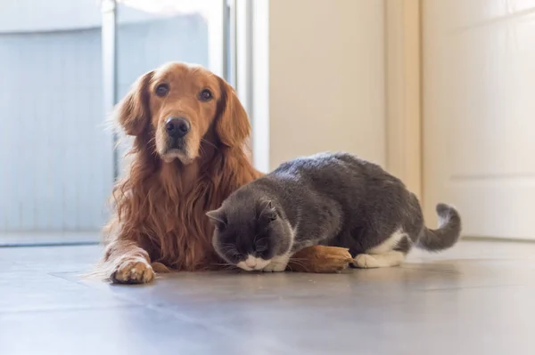 Britse Stenografisch Golden Retriever — Stockfoto