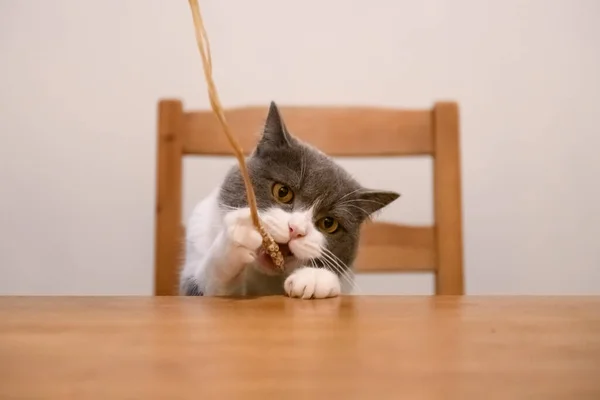 Brytyjski Kot Siedzący Przy Stole Obiadowym — Zdjęcie stockowe