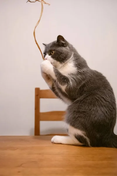 Británico Shorthair Gato Sube Mesa Comedor —  Fotos de Stock