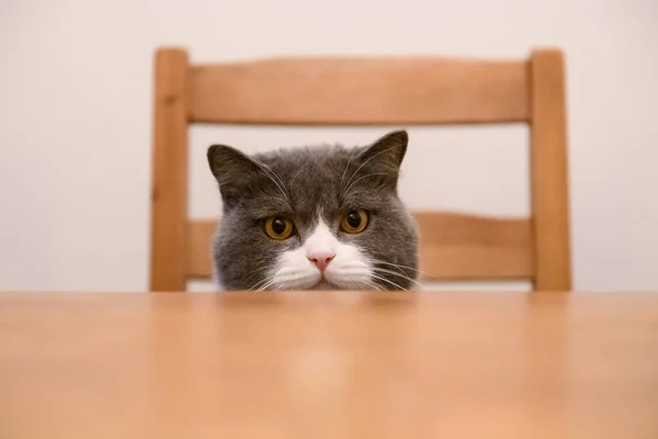 British Shorthair Cat Sitting Dinner Table — Stock Photo, Image