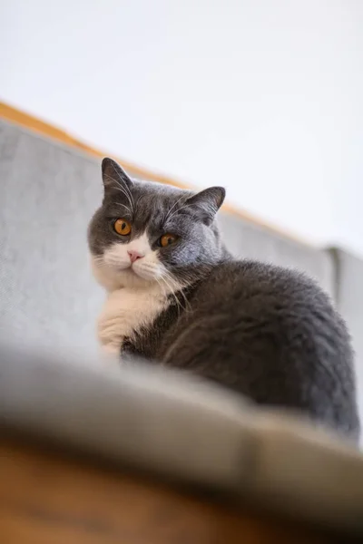 Bonito Britânico Shorthair Gato Tiro Casa — Fotografia de Stock