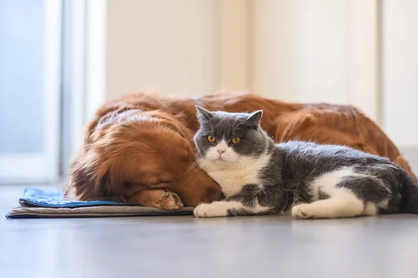 British Shorthair Golden Retriever — Fotografia de Stock