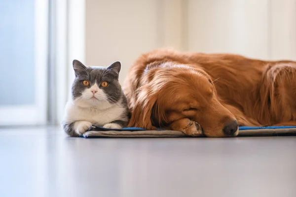 Britisch Kurzhaar Und Golden Retriever — Stockfoto