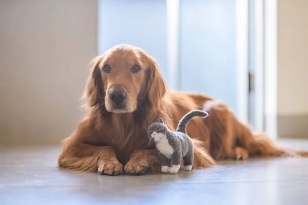 Golden Retriever Kedi Mankeni — Stok fotoğraf