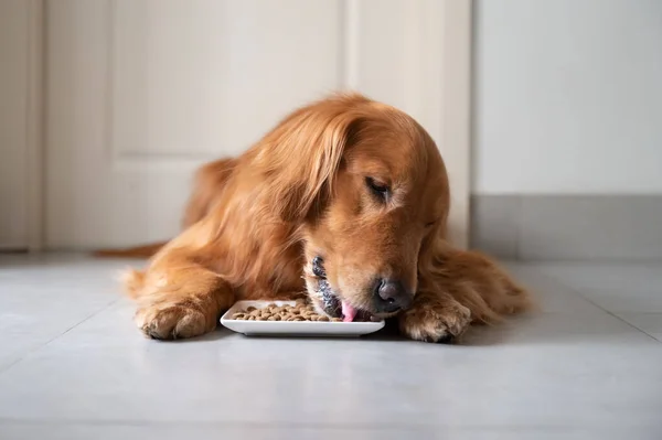 Golden Retriever Liegt Auf Dem Boden Und Frisst Hundefutter — Stockfoto
