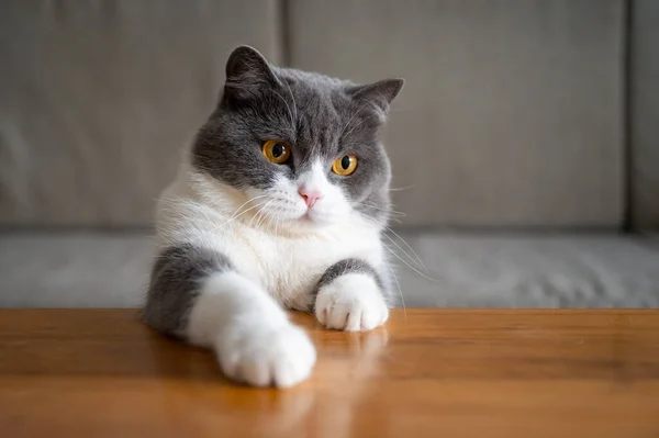 Britse Stenografisch Kat Liggend Tafel Met Twee Poten — Stockfoto