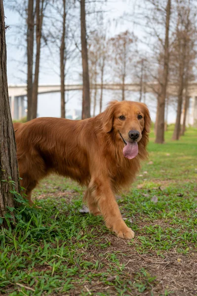 Golden Retriever Περπάτημα Στο Γρασίδι Εξωτερικούς Χώρους — Φωτογραφία Αρχείου