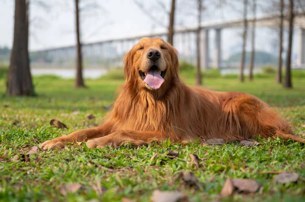 Golden Retriever Yaciendo Sobre Hierba — Foto de Stock