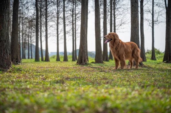 Golden Retriever Andando Grama Livre — Fotografia de Stock