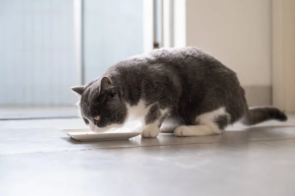 Britannico Stenografia Gatto Sta Mangiando Indoor Shot — Foto Stock