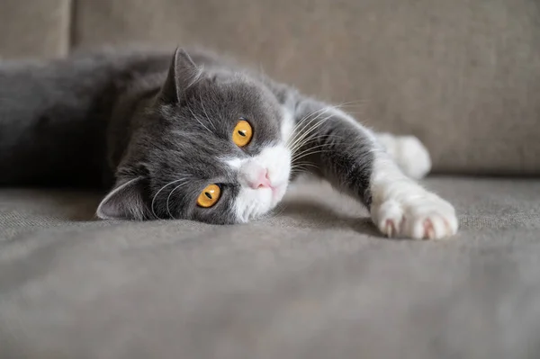 Britânico Gato Shorthair Deitado Sofá — Fotografia de Stock