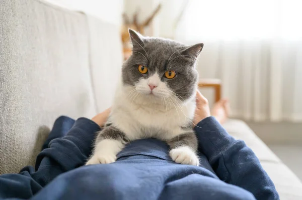 Ngiliz Kısa Boylu Kedisi Yüzüstü Yatıyor — Stok fotoğraf