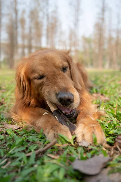 Golden Retriever Acostado Hierba Mordiendo Una Rama Árbol — Foto de Stock