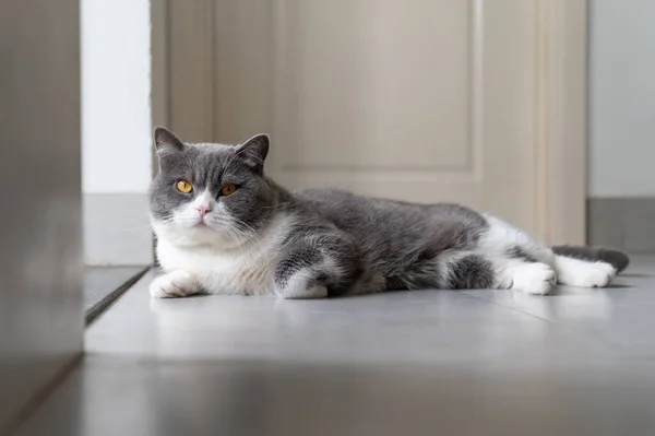 Британская Короткошерстная Кошка Лежит Полу — стоковое фото