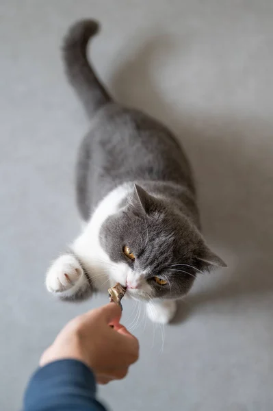 Britische Kurzhaarkatze Von Trockenfisch Angelockt — Stockfoto