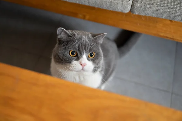 Draguta Britanic Shorthair Pisica Interior Shot — Fotografie, imagine de stoc