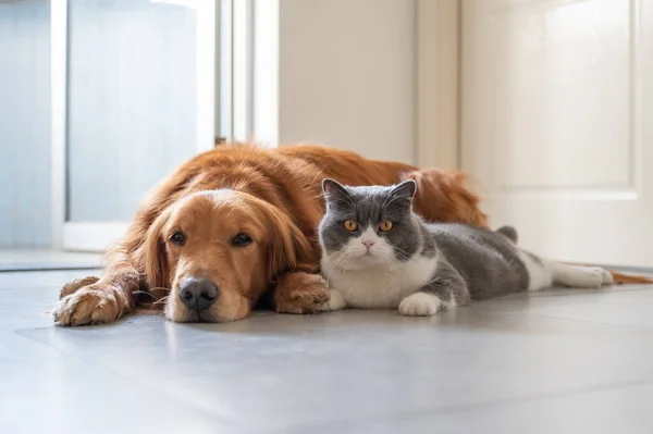 British Shorthair Golden Retriever — Stock Photo, Image