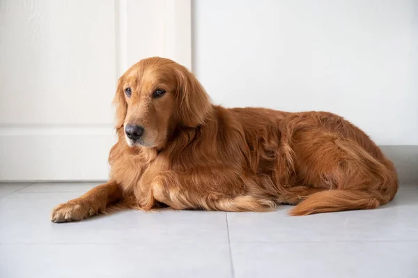 Golden Retriever Tendido Suelo — Foto de Stock