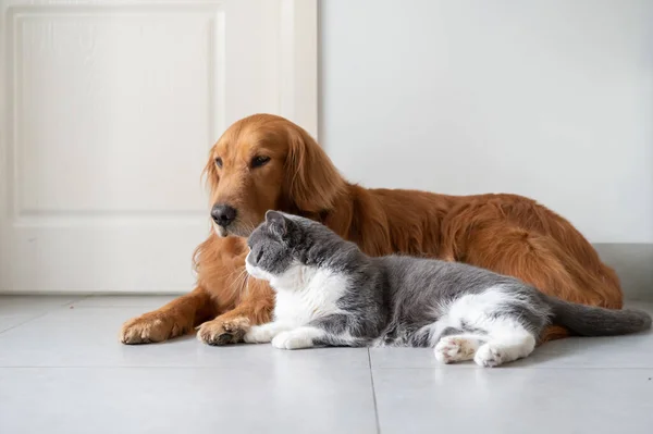 Golden Retriever Och Brittiska Stenografien Ligger Golvet — Stockfoto