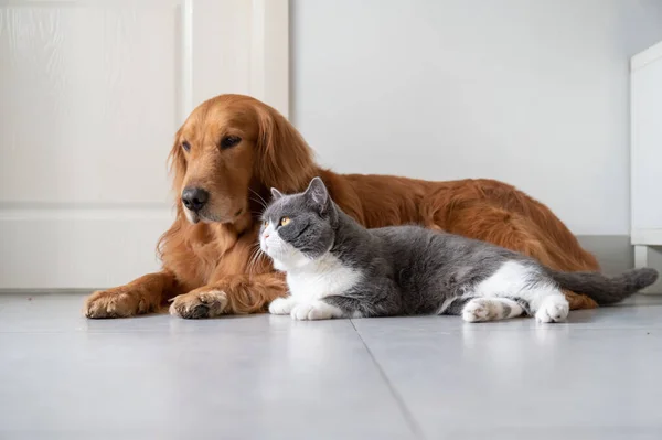 Golden Retriever Och Brittiska Stenografien Ligger Golvet — Stockfoto