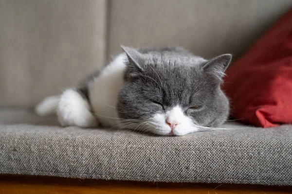 Britische Kurzhaarkatze Schläft Auf Der Couch — Stockfoto