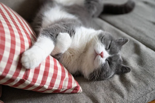 Βρετανική Γάτα Shorthair Ξαπλωμένη Στον Καναπέ Και Κοιμάται — Φωτογραφία Αρχείου