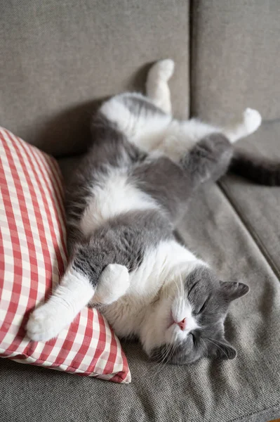 Britânico Gato Shorthair Deitado Sofá Dormindo — Fotografia de Stock