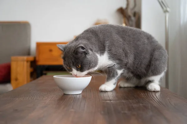 Británico Taquigrafía Gato Comer Mesa — Foto de Stock