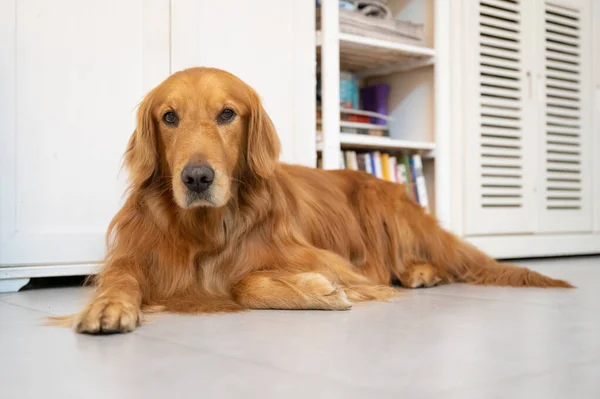 Golden Retriever Ξαπλωμένος Στο Πάτωμα — Φωτογραφία Αρχείου