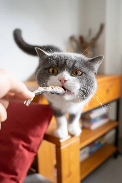 Британская Короткошерстная Кошка Привлекаемая Сушеной Рыбой — стоковое фото