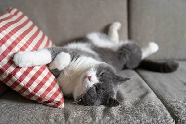 British Shorthair Cat Lying Sofa Sleeping — Stock Photo, Image