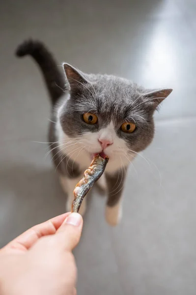 Britânico Gato Shorthair Atraído Por Peixes Secos — Fotografia de Stock