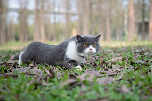 Britânico Gato Shorthair Marchando Grama — Fotografia de Stock