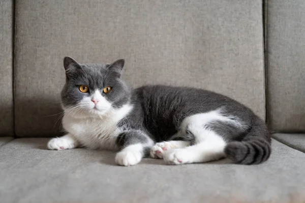 Βρετανική Γάτα Shorthair Που Βρίσκεται Στον Καναπέ — Φωτογραφία Αρχείου