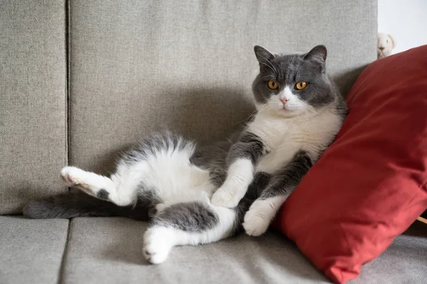 Британський Короткохвостий Кіт Лежав Дивані — стокове фото
