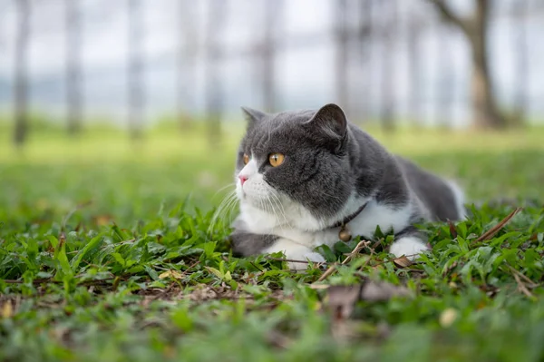 British Shorthair Cat Lying Grass — Stock Photo, Image