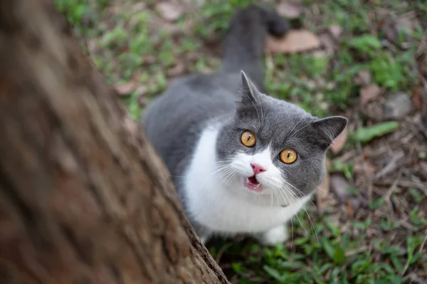 British Shorthair Cat Wants Climb Tree — Stock Photo, Image