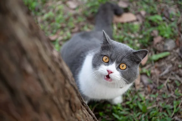 英国的短毛猫想爬上一棵树 — 图库照片