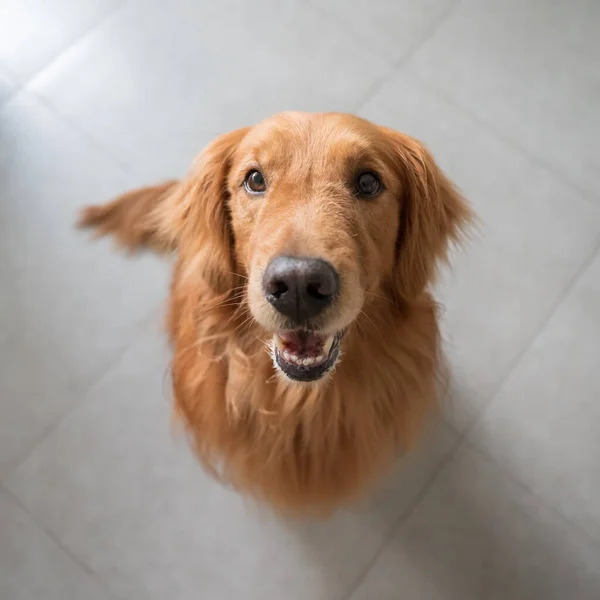 Golden Retriever Sentado Suelo Mirando Hacia Abajo — Foto de Stock