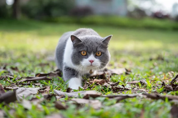영국산 고양이 — 스톡 사진
