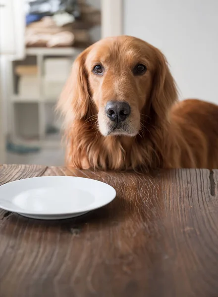 Golden Retriever Blickt Auf Den Teller Der Auf Nahrung Wartet — Stockfoto