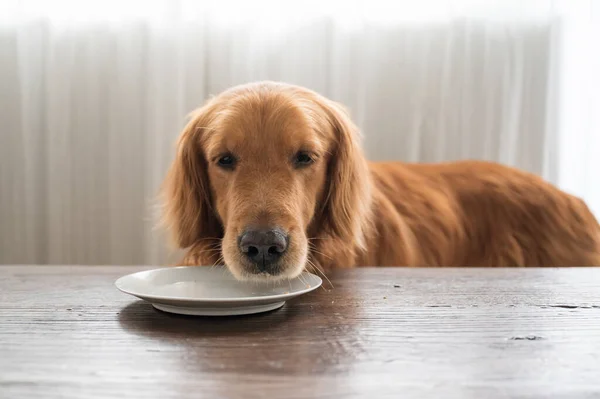 Golden Retriever Looking Plate Waiting Food — Stock Photo, Image