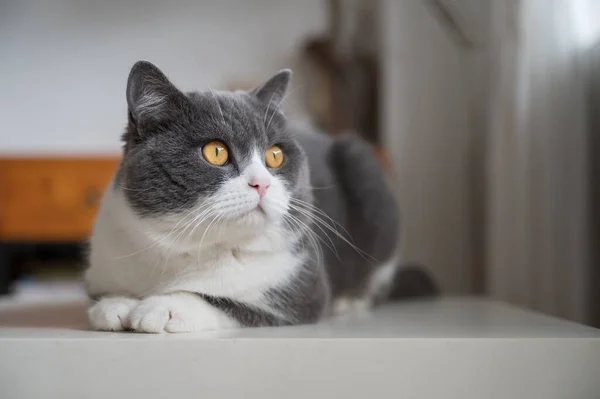 Niedliche Britisch Kurzhaar Katze Drinnen Erschossen — Stockfoto