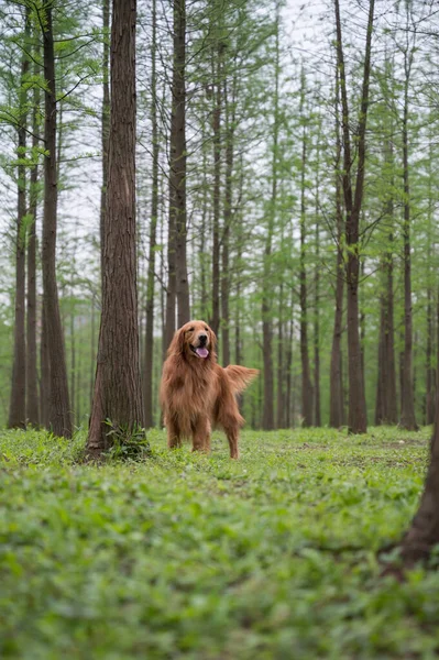 Golden Retriever Jugando Bosque —  Fotos de Stock