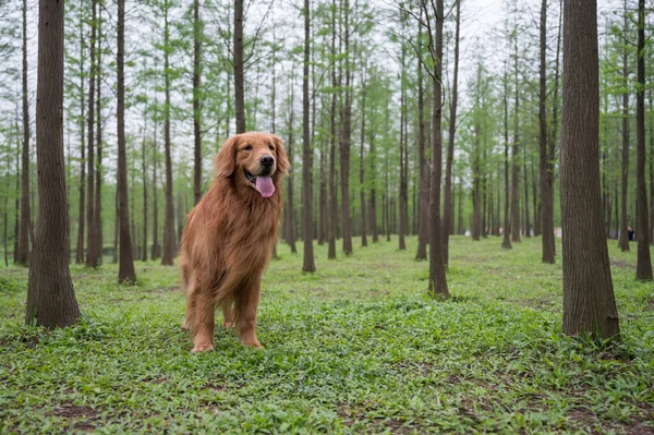 Golden Retriever Brincando Floresta — Fotografia de Stock