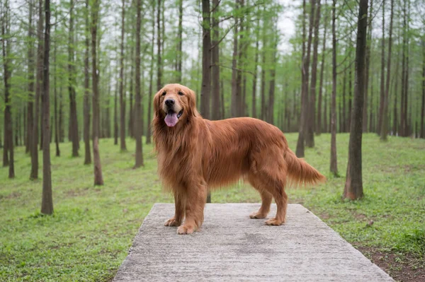 Golden Retriever Brincando Floresta — Fotografia de Stock