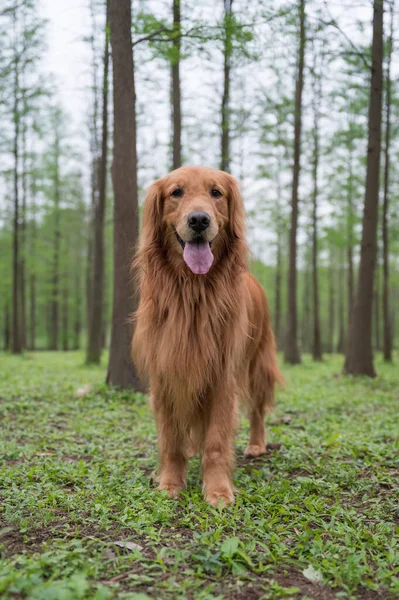 Golden Retriever Jouant Dans Les Bois — Photo