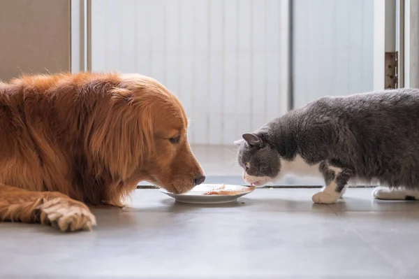 Βρετανίδα Γάτα Και Γκόλντεν Ριτρίβερ Τρώνε Μαζί — Φωτογραφία Αρχείου