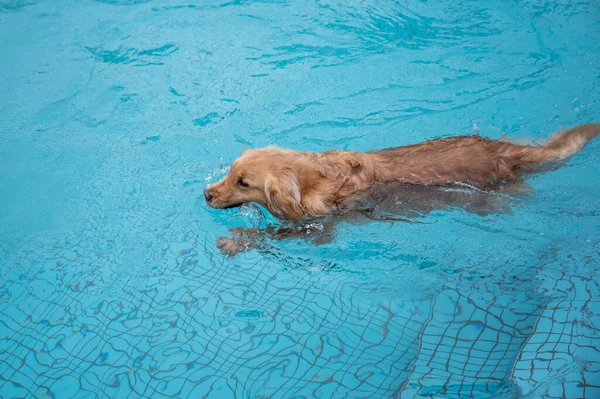 Golden Retriever Κολύμπι Και Παίζει Στην Πισίνα — Φωτογραφία Αρχείου