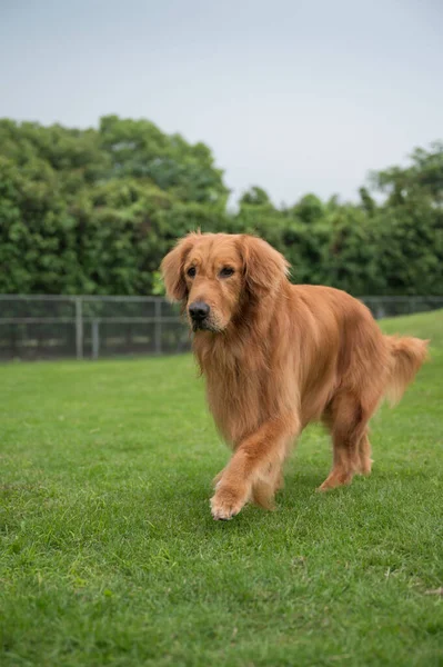 Golden Retriever Spielt Parkgras — Stockfoto